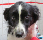 Stephanie,border collie,is al jaren erg nerveus. Eerst reageerde ze goed op Bach therapie, maar met acupunctuur beter!!!